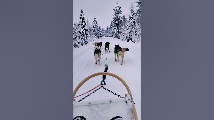 #finland #lapland #husky #ride #dog #dogs #shorts #winter #arcticcircle #perros #suomi #bucketlist