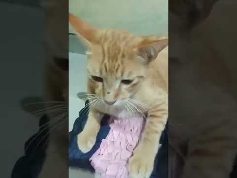 Kabul si Kucing Oyen baru aja damai sudah sensi lagi