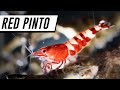 RED PINTO GARNELE | Eine echter Hingucker im Aquarium