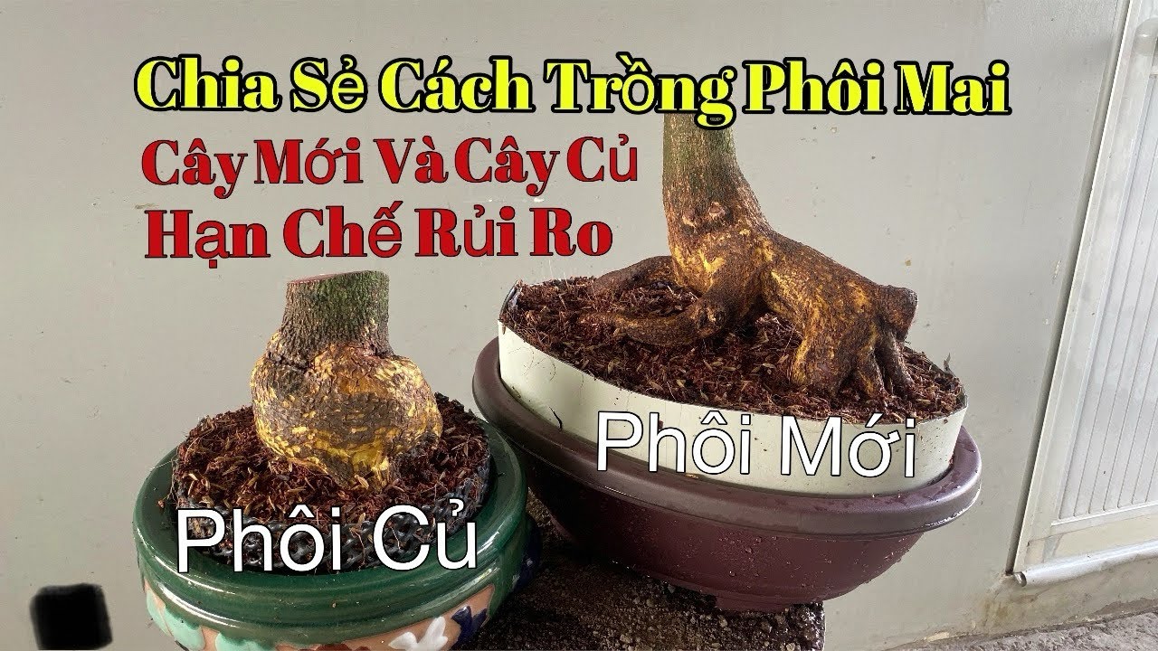 Cách trồng phôi mai vàng đạt hiệu quả cao
