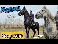 молния 🐎27 марта 2022 г.