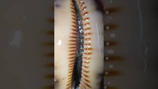 Sea Shell Has Their On Beauty