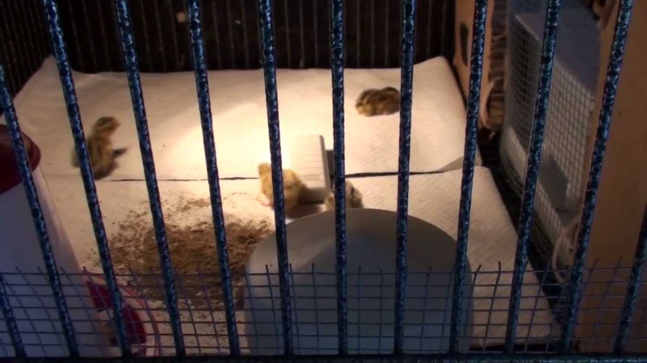 Quail brooder mod from bird or rabbit cage - YouTube