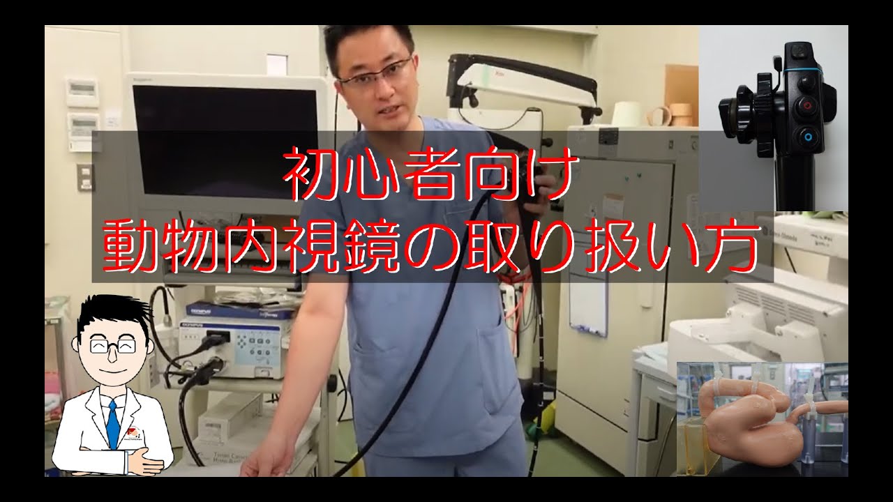 初心者向け動物用内視鏡の簡単操作手順 - YouTube