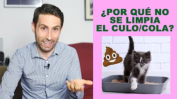 ¿Cómo limpio el culito de mi gato?