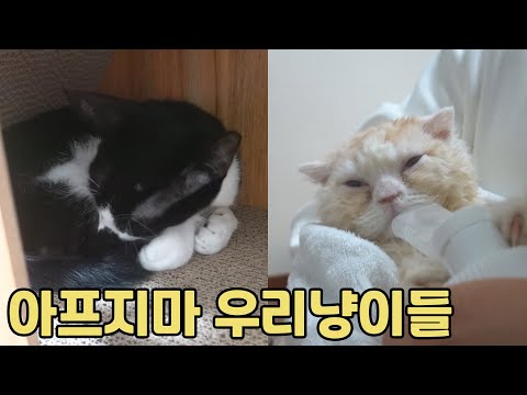 <strong>복막염</strong> 진단받은 뚜봉이와 호흡기 치료중인 뚜비의 근황🐺🐱