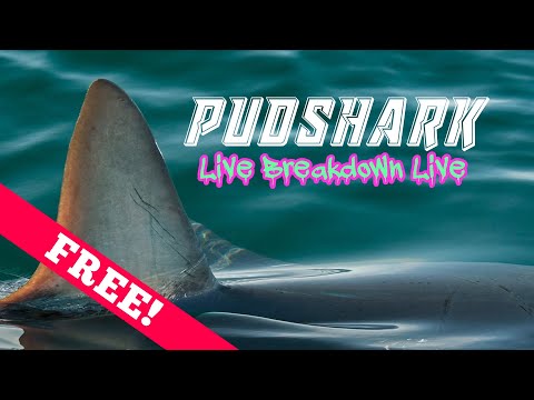 BONUS: Pudshark - Live Breakdown Live! (FREE PREVIEW)