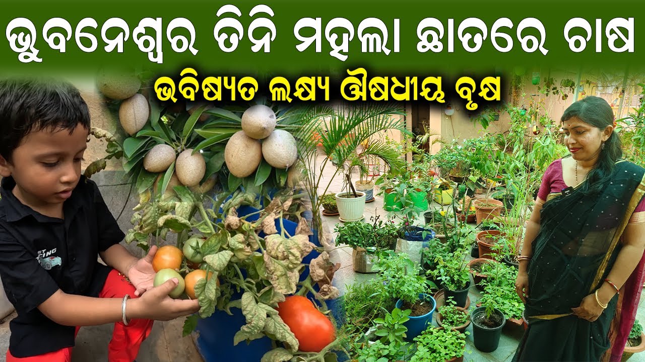 ତିନି ମହଲା ଛାତରେ ଚାଷ || How to start rooftop gardening in town. #efarmingodisha @EfarmingOdisha