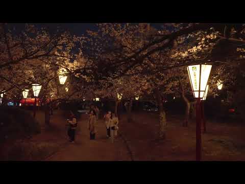 夜桜散策