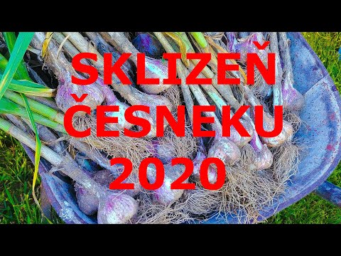 Video: Jak Skladovat česnek Až Do Sklizně