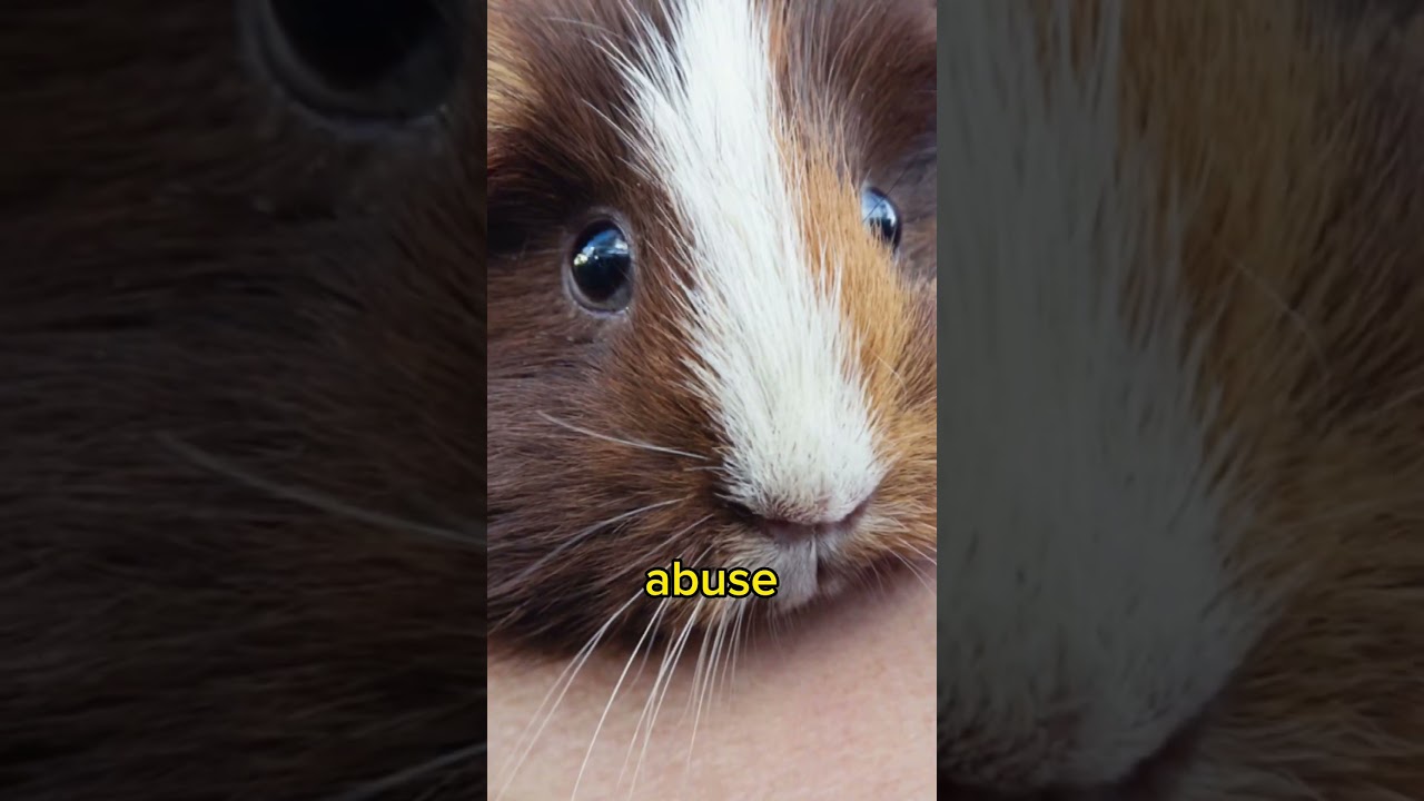 It’s illegal to own a Guinea pig in Switzerland 