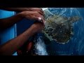 Saving Turtle