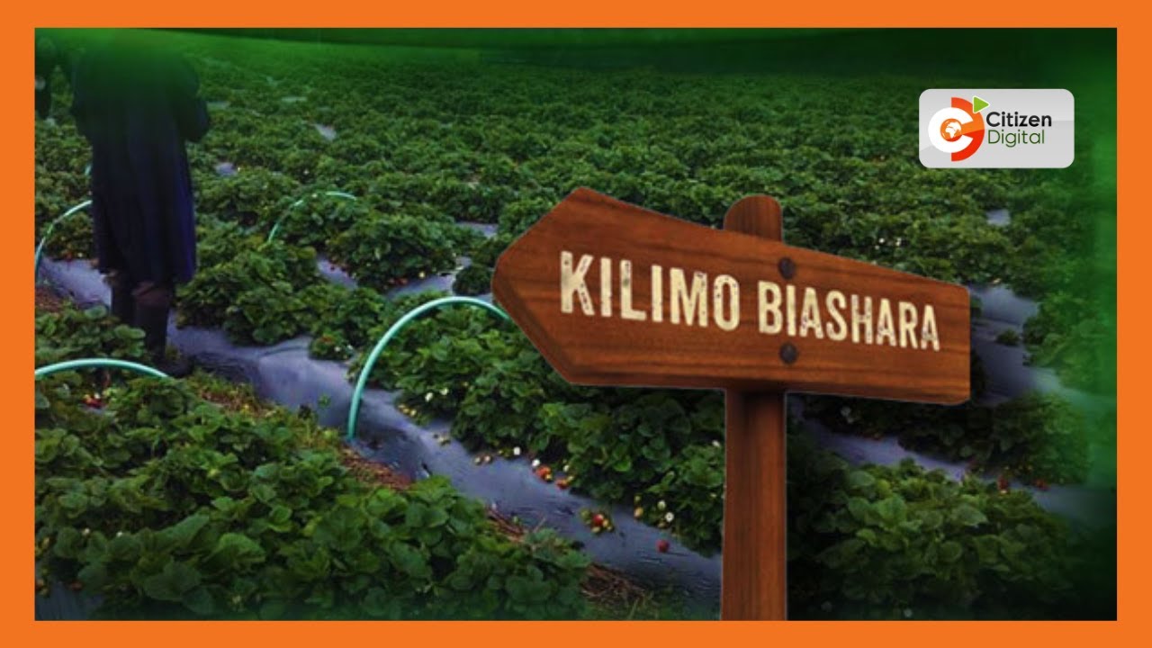 | KILIMO BIASHARA | Wakulima Nakuru waongeza thamani ya lishe ya nyasi