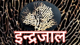 Indrajal | Sea fan | Sea wipes | A Facts | Conchology screenshot 5