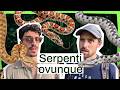 SERPENTI OVUNQUE con ANDREA BOSCHERINI