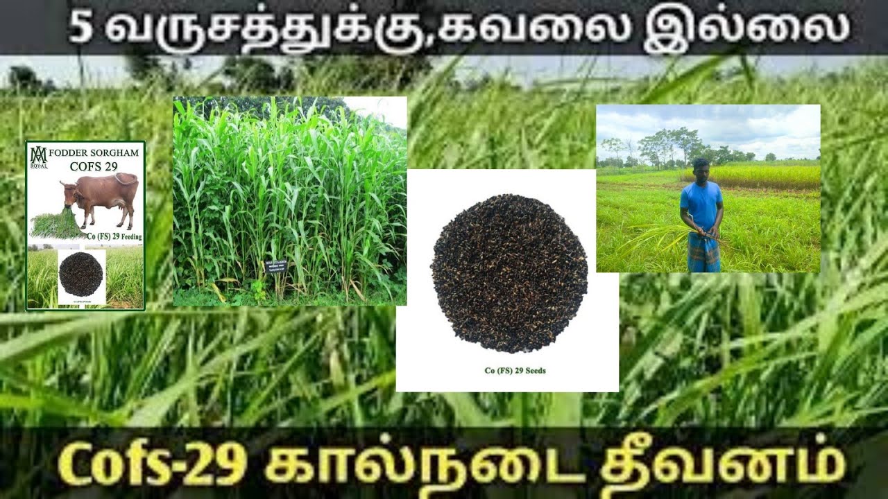 co f s 29 &கோ எப் எஸ் 29 பலமுறை அறுவடை செய்யக்கூடிய சோளம்   @ co f s multiple cutting sorghum