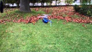 RC Helicopter Leaf Blower