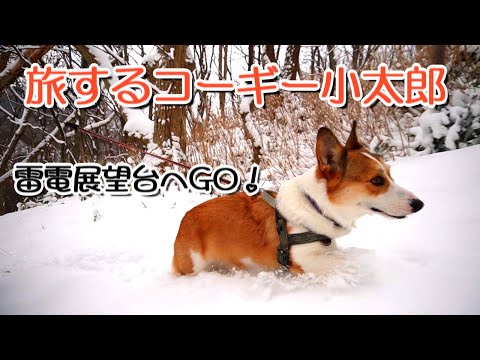キャンピングカーで北海道を車中泊の旅をするコーギー小太郎。岩内町雷電展望台に登り弁慶の刀掛け岩を眺めて興奮、妖しい犬になる。