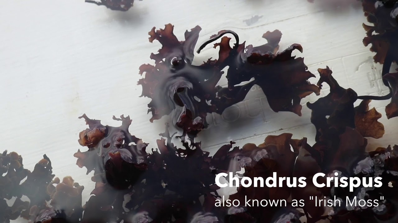 Chondrus Crispus aka Seamoss