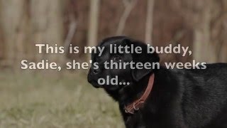Labrador Retriever Puppy tenth day at my kennel