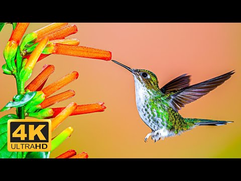 THE World's Greatest Birds Relaxing Music And Nature