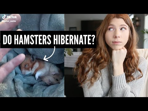 Do Hamsters Hibernate?