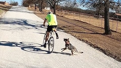 Dog Attacks Amputee Cyclist Aaron Smith of Gainesville Repeatedly in Callisburg, TX
