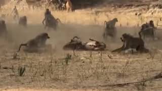 Amazing baboon  save impala from leopard jumps tall tree to ambush video