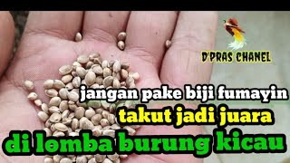jangan gunakan biji fumayin buat burung// AUTO JADI JUARA...HARI HATI BISA MASUK PENJARA !!