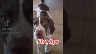 five tips German Shorthaired Pointer GSP puppy...❤#newvideo #shorts #ytshorts #viral #viralshorts