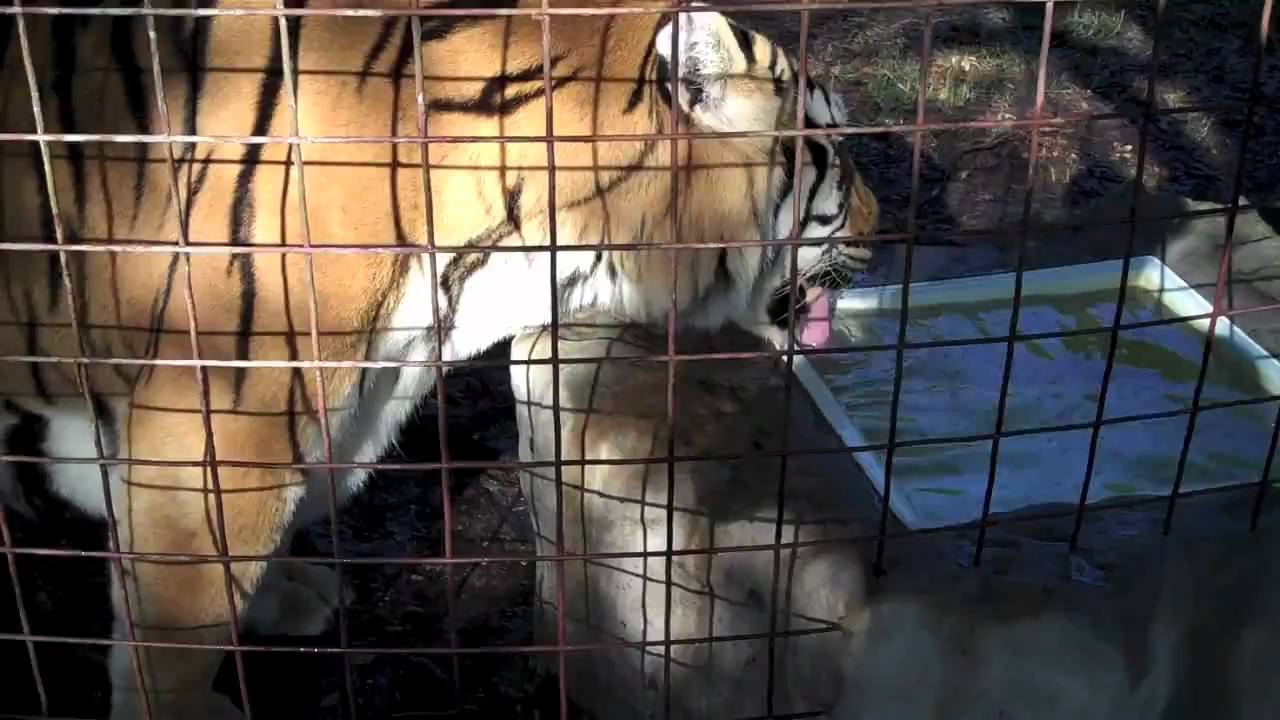 rescue dogs rock nyc TIGER - Shere Khan Water Break!