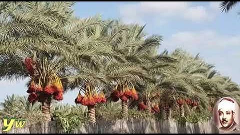 100  Al 'Adiyat  سورة العاديات القارئ عبد الباسط عبد الصمد