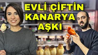 TÜRKİYE’NİN EN BÜYÜK KIRMIZI LİPOGRAM KANARYA ÜRETİCİSİ AGAH EMRE