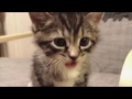 One minute of kitten cuteness