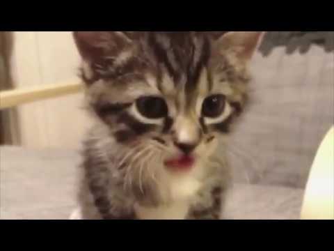 One minute of kitten cuteness!