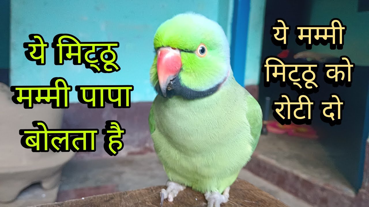 Parrot talking mummy mithu ko roti do 😱 मम्मी पापा बोलने वाला तोता 🥰 parrot talking mummy papa