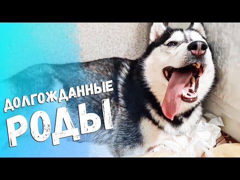 ДОЛГОЖДАННЫЕ РОДЫ ХАСКИ ДЖЕССИ / БАЙКАЛ стал ПАПОЙ / Экстримальные РОДЫ