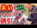 【初心者実践】つるバラの植え付けから水やりまで | 太い枝でも折らずに誘引できる？