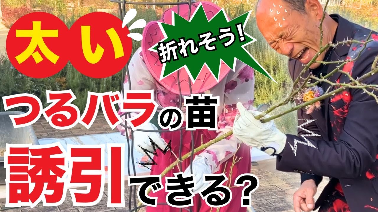 【初心者実践】つるバラの植え付けから水やりまで | 太い枝でも折らずに誘引できる？