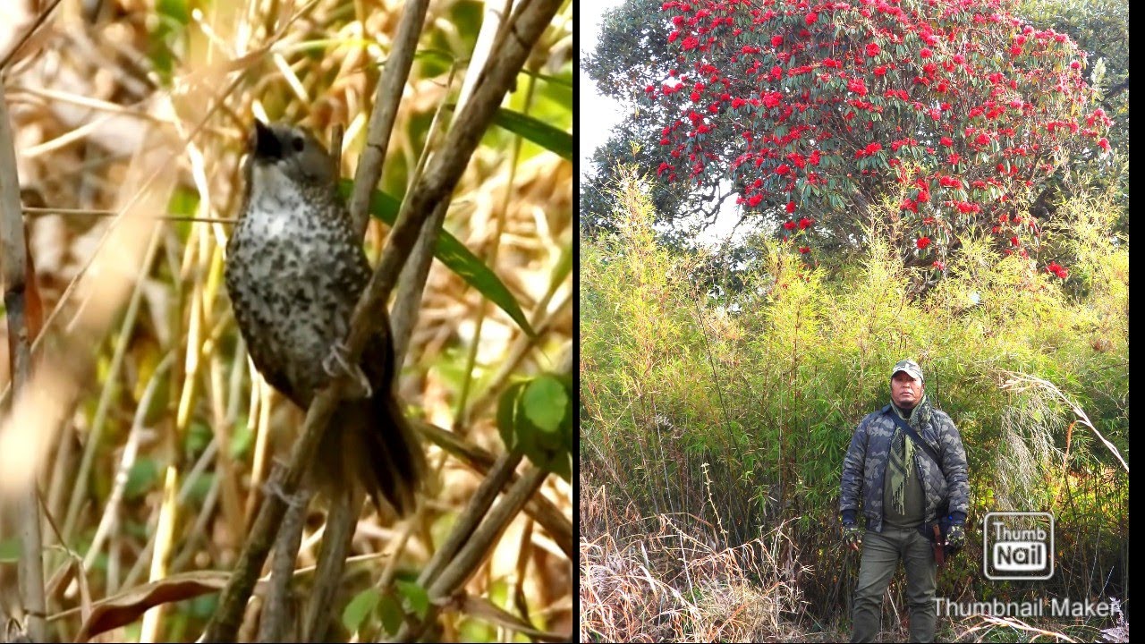 Phawngpui tlang chhawkhlei par leh sava mawi dangdai tak tak te.. Birds of Mizoram...