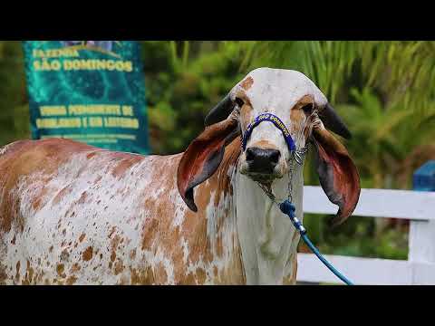 LOTE 10   WSD 136