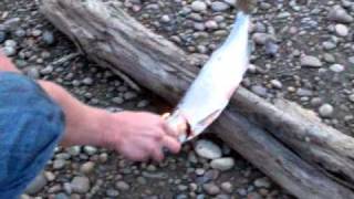 exploding fish