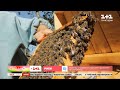 Де у Карпатах можна лікуватися бджолами – дізнайтеся в програмі Мандруй Україною з Дмитром Комаровим