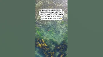 Цианея волосистая или арктическая самая крупная медуза в мире