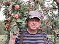 41/20   И в Сибири яблоки растут...
