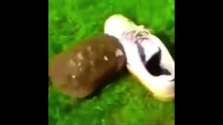 funny turtle