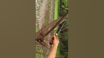 Con dao mèo này tôi làm bằng thép trục tàu thủy chặt cây như chặt chuối vậy thật hiếm có