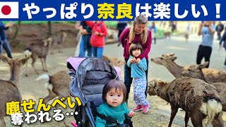 【後編】京都よる観光→奈良、東大寺公園でシカと遊ぶ