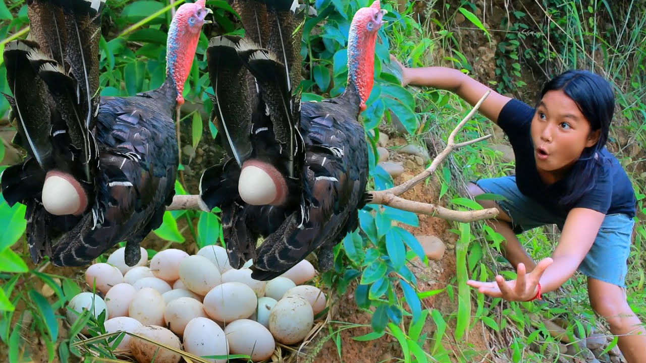 Women and Monkey Catch Turkey Bird egg and Snake - Cook Turkey Bird egg  for dog Eating delicious