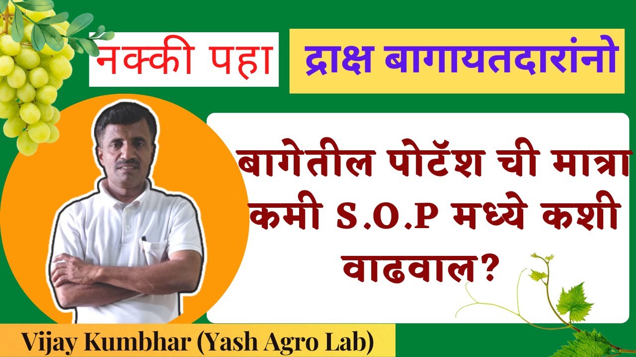 S.O.P ची स्लरी | Benefits of Slurry in Grapes | बागेतील पोटॅश ची मात्रा कमी S.O.P मध्ये कशी वाढवाल?
